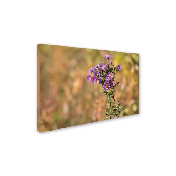 Jason Shaffer 'New England Aster' Canvas Art,30x47